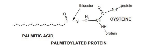 Palmitoylated protein. Protein is S-palmitoylated through a thioester to a cysteine near the protein’s N-terminal.
