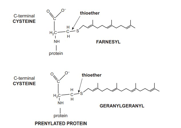 Prenylated proteins are attached through a thio-ether to either farnesyl (15-carbons, 3-isoprene units) or geranylgeranyl (20-carbons, 4-isoprene units) at a C-terminal cysteine on the protein.
