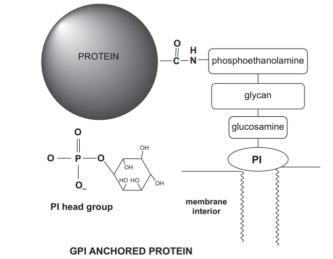 Cartoon drawing depicting the structure of a typical GPI-anchored protein.
