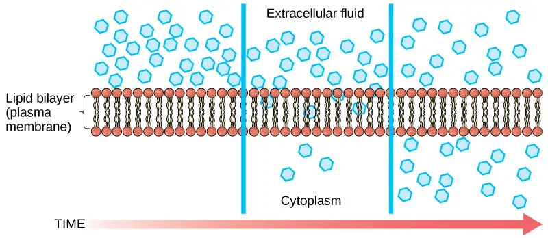 What is Diffusion? (credit: modification of work by Mariana Ruiz Villarreal)
