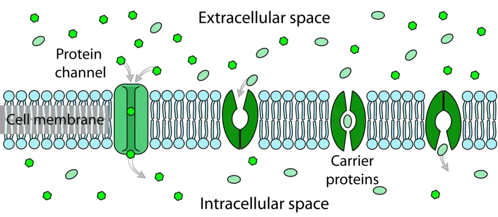 Facilitated diffusion