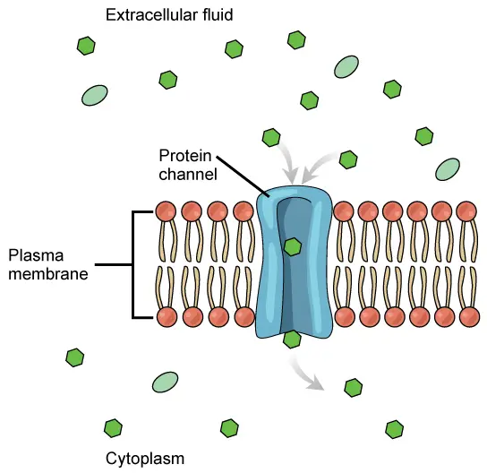 channel-mediated transport. 