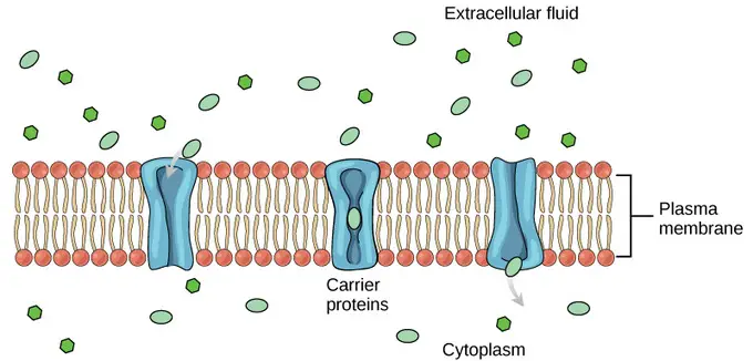 carrier-mediated transport