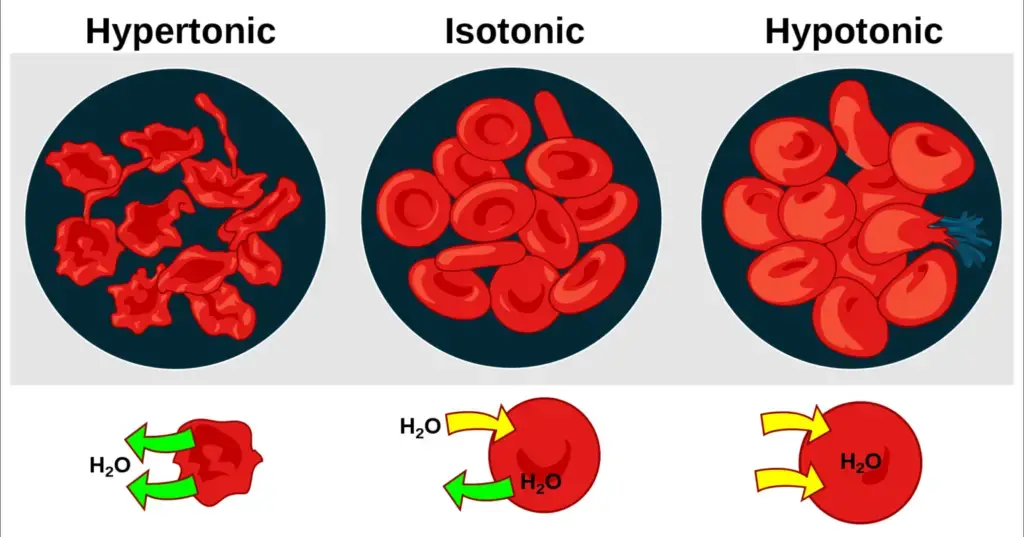 An illustration of the effect of blood cells when placed in solutions of different tonicity.
