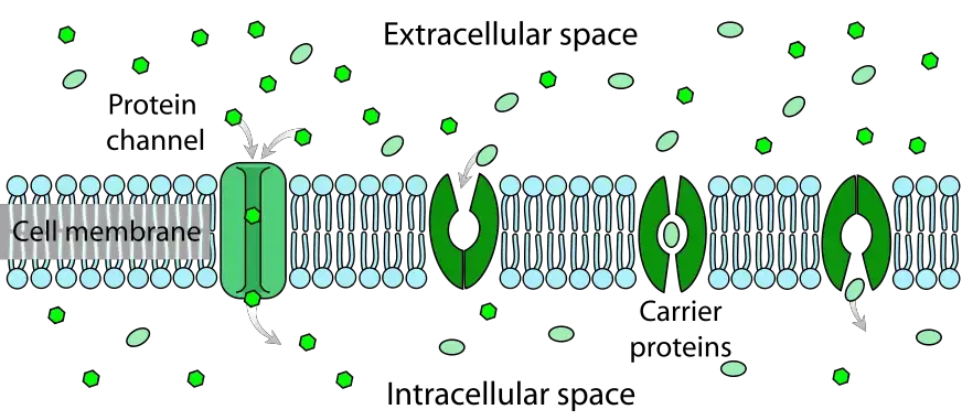 Passive Transport using Membrane Proteins 