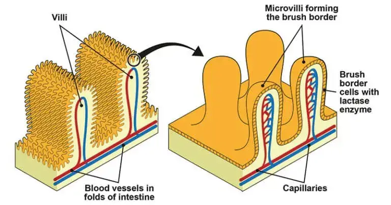 Structure of Microvilli
