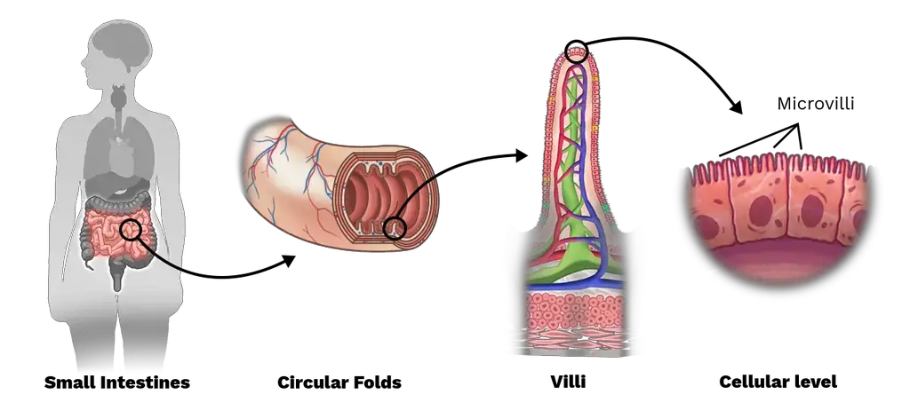 Three levels of complexity of the structure of the small intestine.
