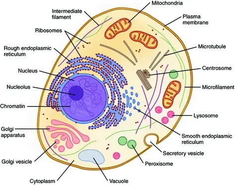 Cell Organelles