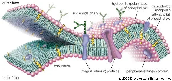 Structure of Cell membrane 