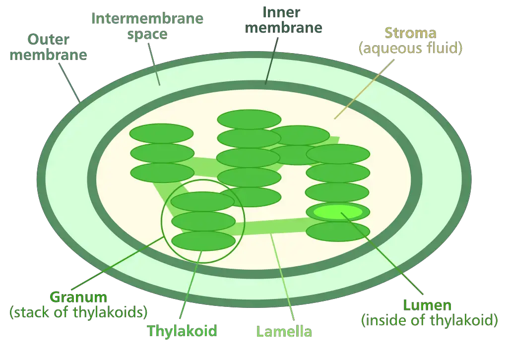 Chloroplast