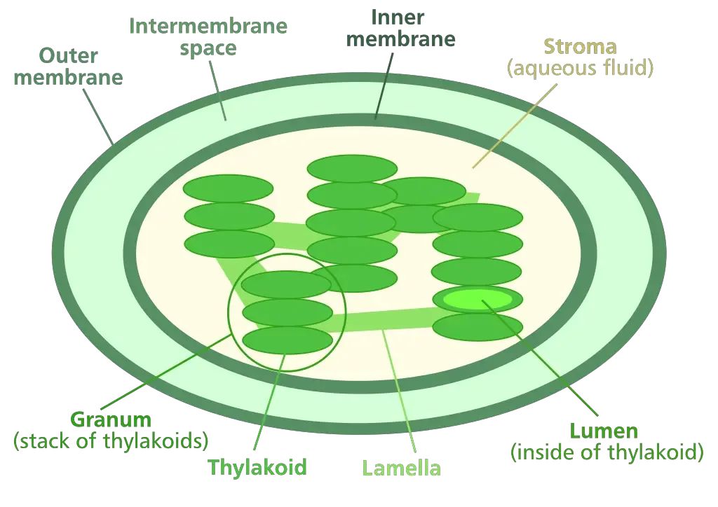 Chloroplast