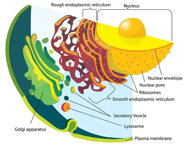 Endoplasmic Reticulum (ER)
