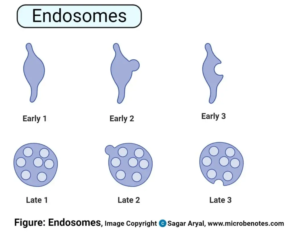 Structure of Endosomes 