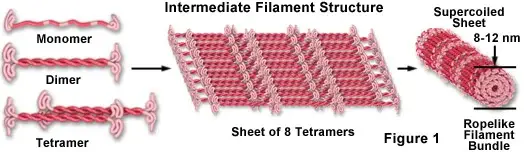 Intermediate filaments
