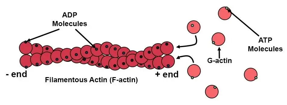 Microfilaments