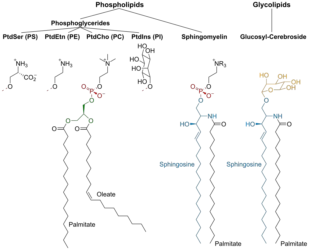 Membrane Lipids – Definition, Structure, Formation, Functions
