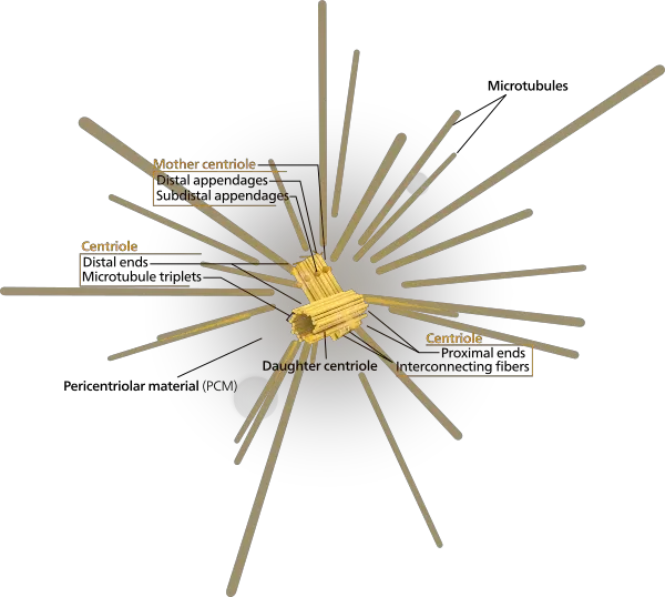 The structure of the centrosome