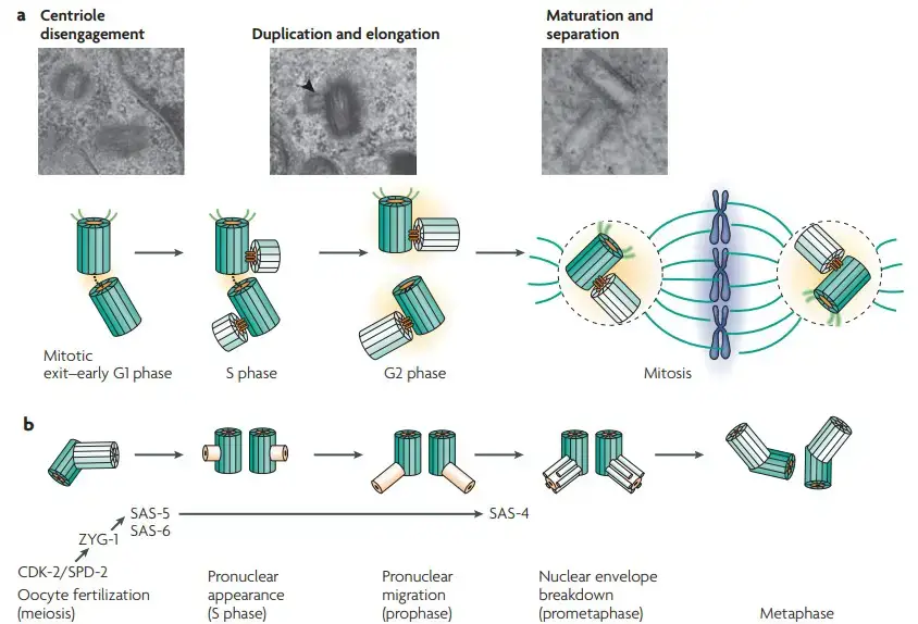 The centriole duplication cycle
