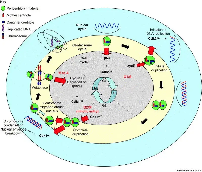 The centriole duplication cycle