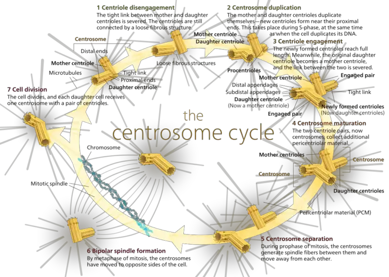 Definition, Structure, Functions, Diagram Biology Diagrams