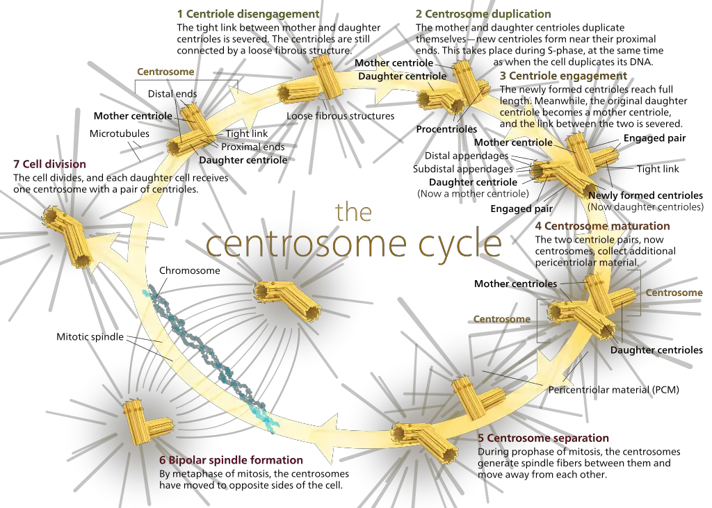 Diagram of the centrosome cycle.