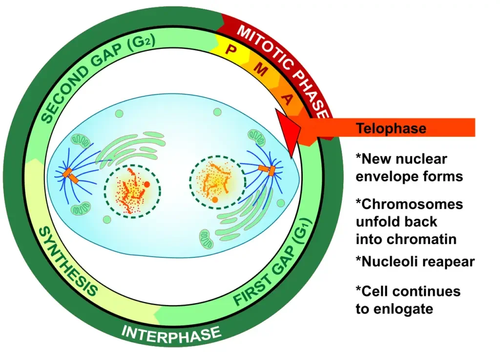 This image describes the final stage in mitosis, telophase. | Image Credit: LadyofHats, Public domain, via Wikimedia Commons
