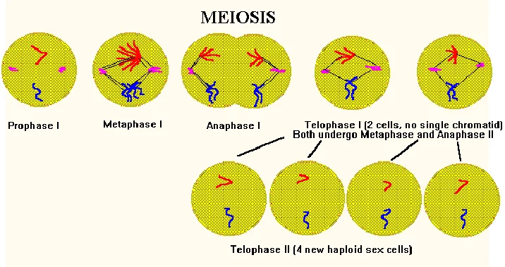 Telophase I versus Telophase II of meiosis.