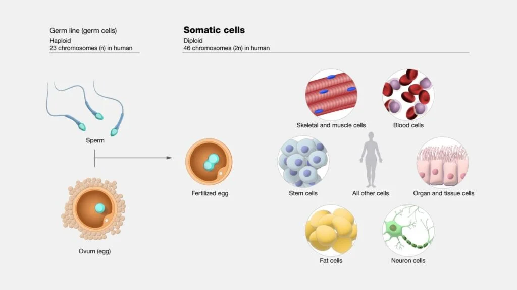 Picture to clarify the idea of somatic cell versus germinal cell. 