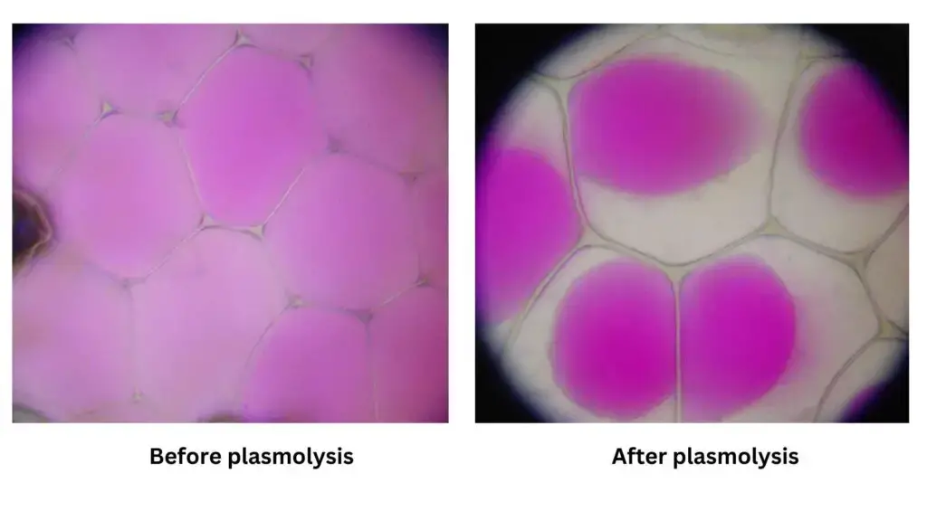 Plasmolysis - Definition, Stages, Functions, Examples, - Biology Notes ...