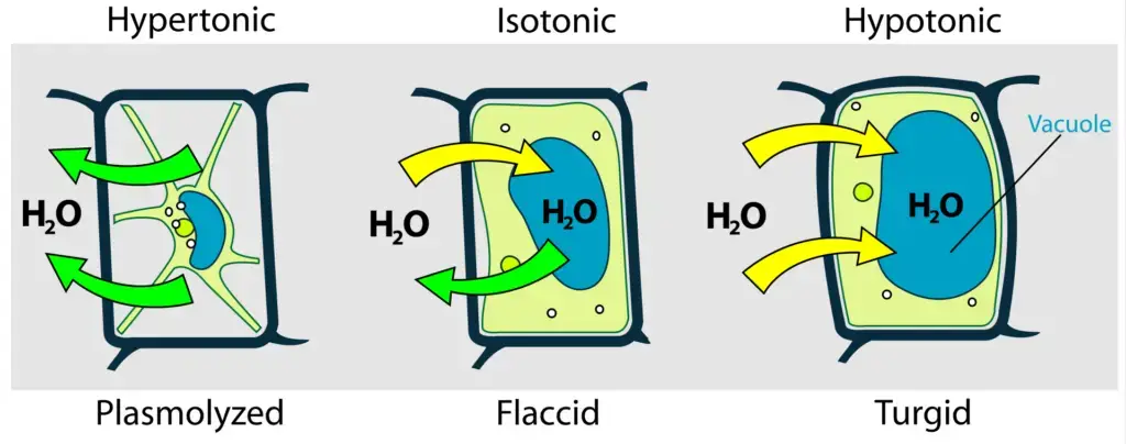 Plant cell under different environments