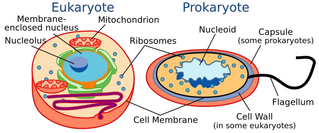 Comparison of eukaryotes vs. prokaryotes 