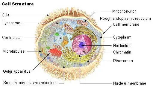 Cell Structure 