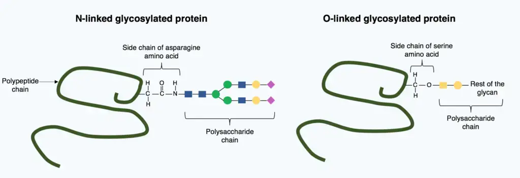 Glycoprotein - Definition, Structure, Functions, Examples - Biology ...