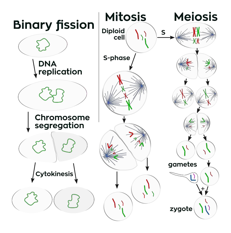 Prokaryotes divide by binary fission, while eukaryotes divide by mitosis or meiosis.