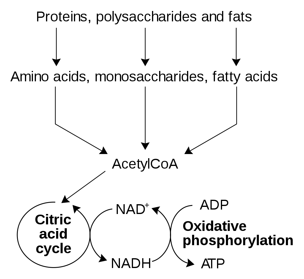 An outline of the catabolism of proteins, carbohydrates and fats 