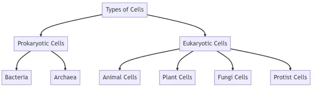 Mindmap on Types of Cells
