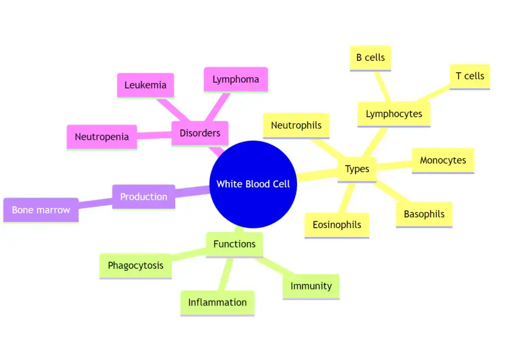 White blood cell Mindmap
