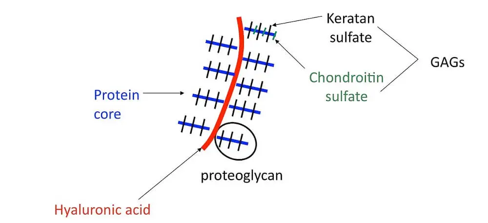 Note the position of the proteoglycan component