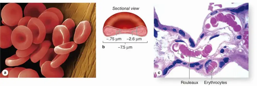 Blood Cells - Definition, Types, Structure and Functions - Biology ...