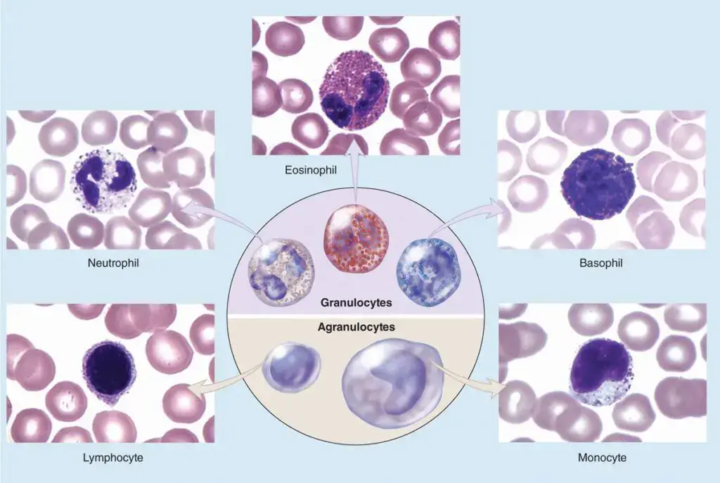 White blood cells (WBC) or Leukocytes
