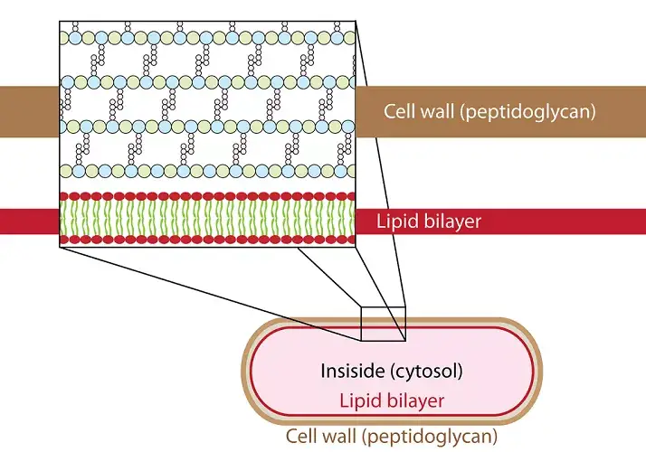 Peptidoglycans – only found on bacterial cell walls