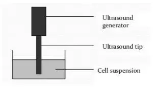 Ultrasonic disruption/Ultrasound Method of Cell Disruption