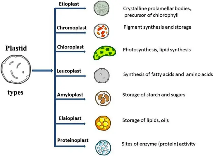 Plastid and its various types with their respective organelle function.