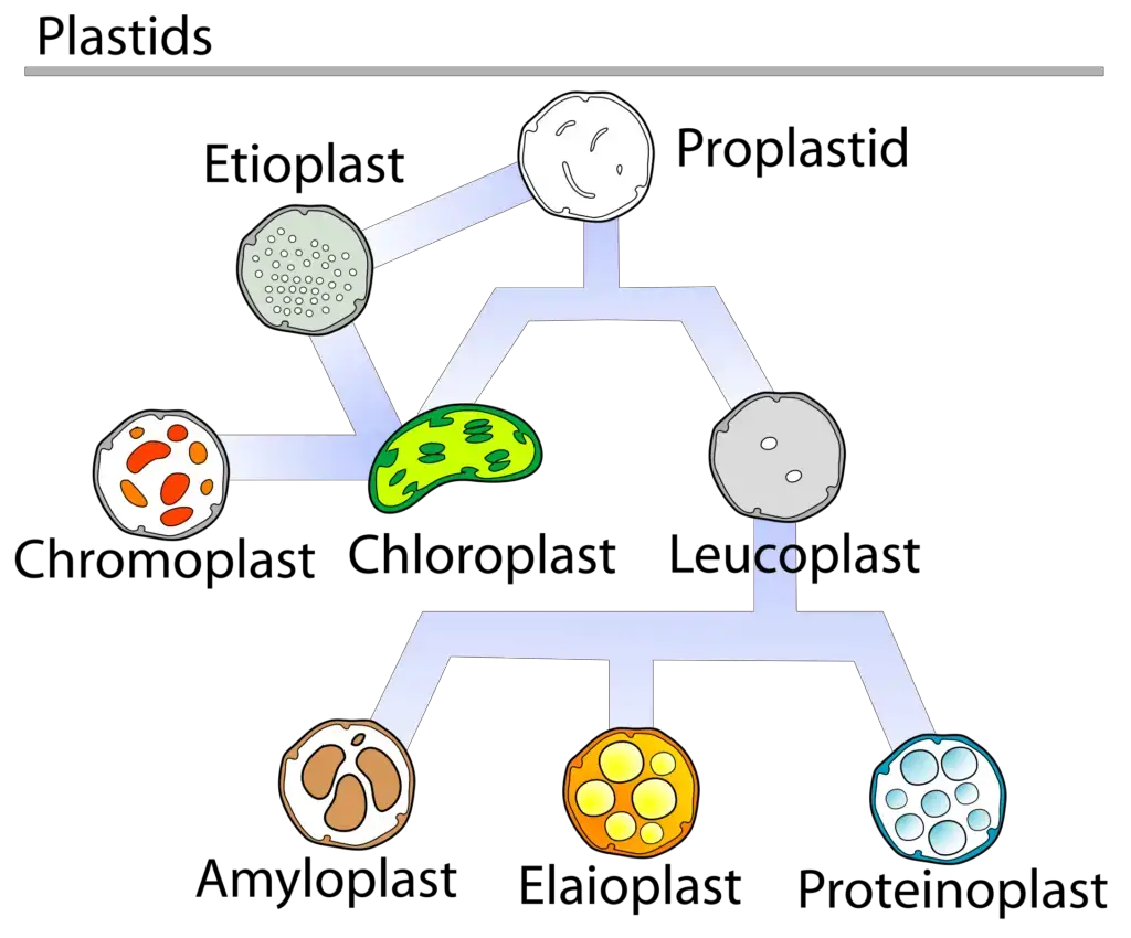 Plastid types
