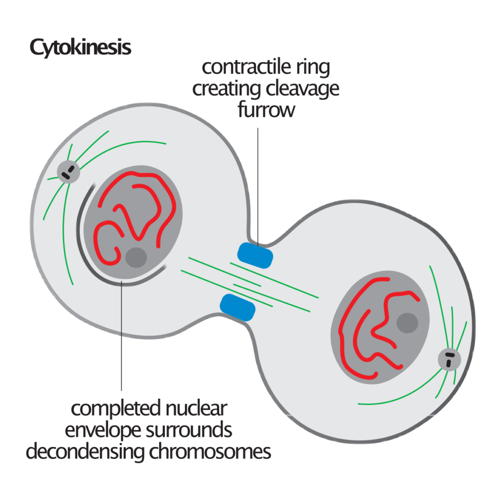 How is plant cell cytokinesis different from animal cell cytokinesis?
