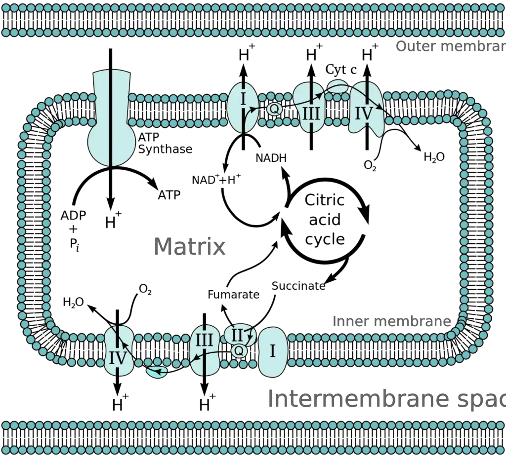 Oxidative phosphorylation is made up of two closely connected components: the electron transport chain and chemiosmosis