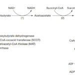 Ketolysis. Ketone bodies are broken down in a series of reactions in essentially the reverse of ketogenesis.