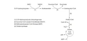 Viral Life Cycle – Steps of Viral Infection