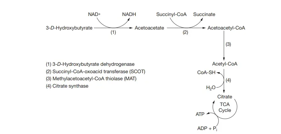 Ketolysis. Ketone bodies are broken down in a series of reactions in essentially the reverse of ketogenesis.