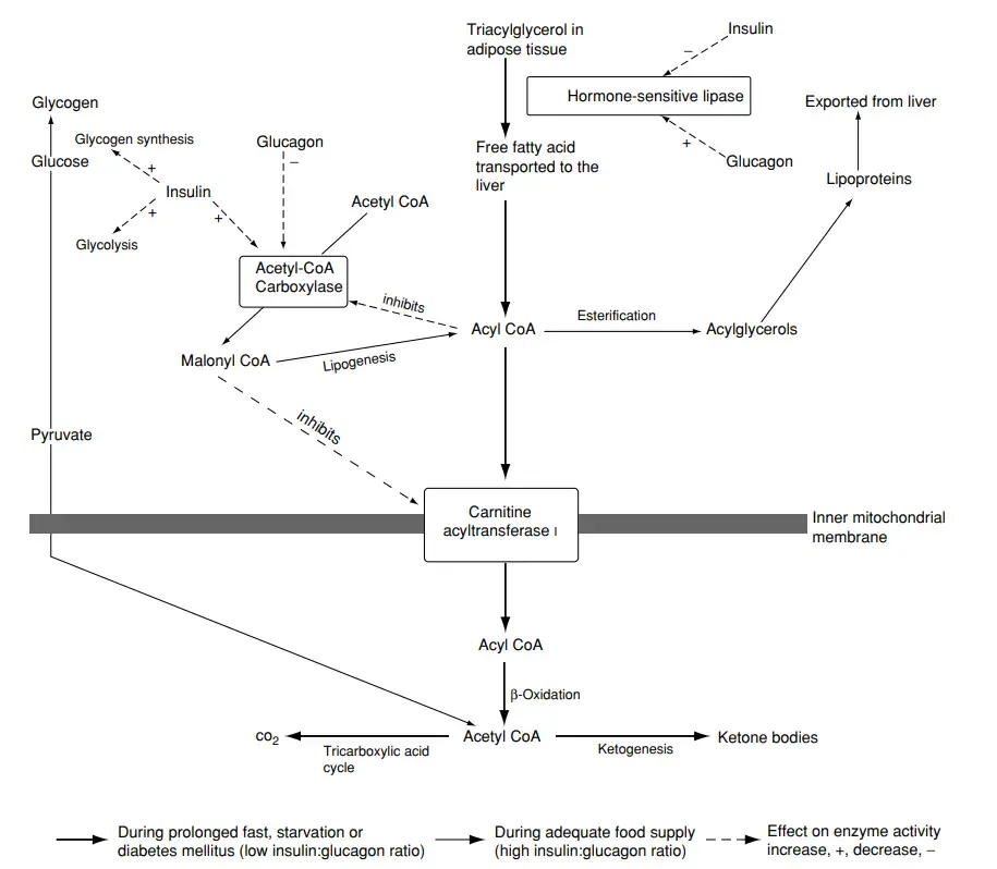 Regulation of ketogenesis in the liver. CoA, coenzyme A. Reproduced from Ketone Bodies, Encyclopaedia of Food Science, Food Technology and Nutrition, Macrae R, Robinson RK and Sadler MJ (eds), 1993, Academic Press.